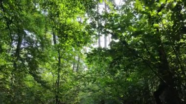 Gündüzleri ağaçlı yeşil orman