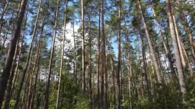 Gündüzleri ağaçlı yeşil orman