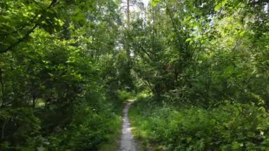 Gündüzleri ormandaki doğal manzara