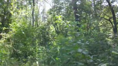 Gündüzleri ormandaki doğal manzara