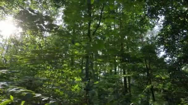 Зелений ліс з деревами по днях — стокове відео