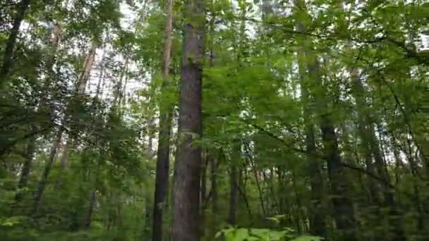 Grön skog med träd på dagen — Stockvideo