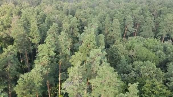 Paysage naturel dans la forêt pendant la journée