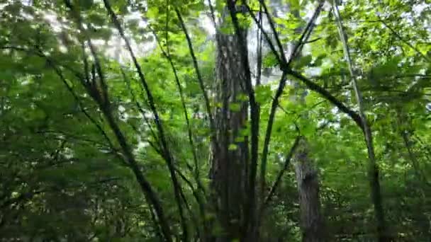 Paisagem natural na floresta durante o dia — Vídeo de Stock