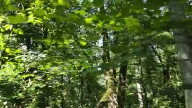 Gündüzleri ormandaki doğal manzara