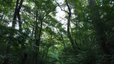 Gündüzleri ormandaki doğal manzara