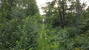 Gündüzleri ormandaki doğal manzara