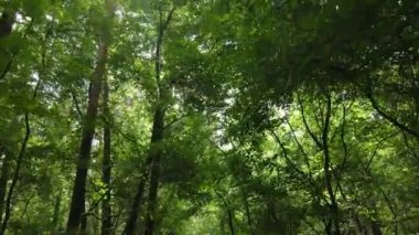 Gündüzleri ormandaki doğal manzara