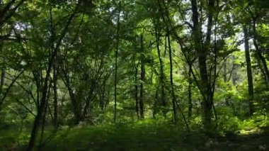 Gündüzleri ormandaki doğal manzara