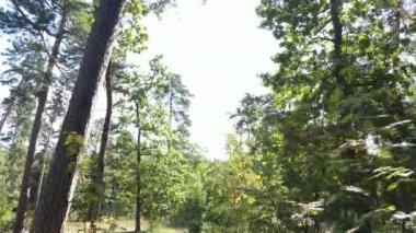 Gündüzleri ormandaki doğal manzara