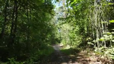 Gündüzleri ormandaki doğal manzara