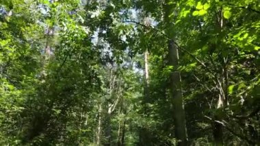 Gündüzleri ormandaki doğal manzara