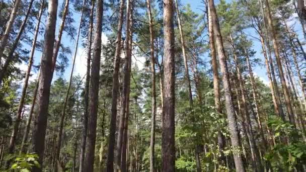 Природний ландшафт в лісі протягом дня — стокове відео