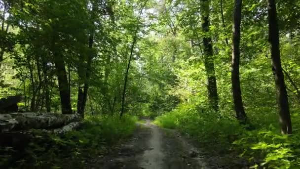 Paisagem natural na floresta durante o dia — Vídeo de Stock