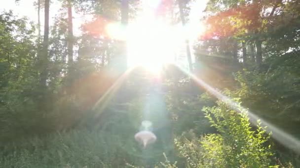 日中は森の中の自然景観 — ストック動画