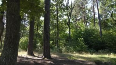 Gündüzleri ormandaki doğal manzara