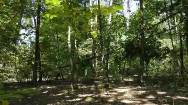 Gündüzleri ormandaki doğal manzara