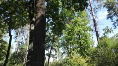 Gündüzleri ormandaki doğal manzara