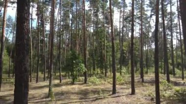 Gündüzleri ormandaki doğal manzara