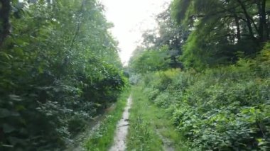 Gündüzleri ormandaki doğal manzara