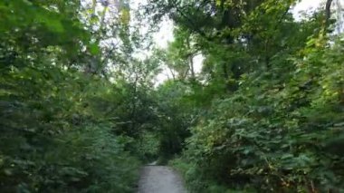 Gündüzleri ormandaki doğal manzara