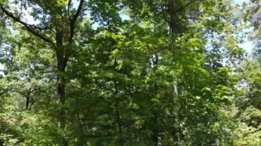 Gündüzleri ormandaki doğal manzara