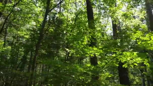 Природный пейзаж в лесу в течение дня — стоковое видео