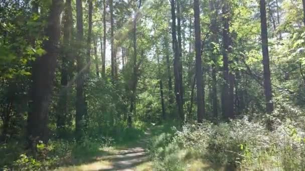 Természetes táj az erdőben napközben — Stock videók