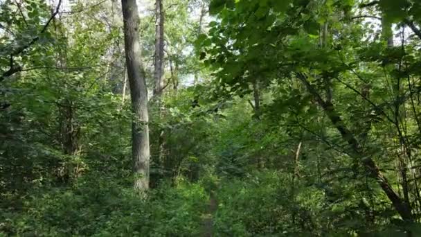 Paisaje natural en el bosque durante el día — Vídeos de Stock