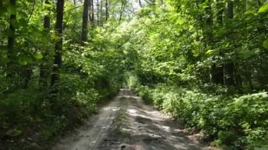 Gündüzleri ormandaki doğal manzara