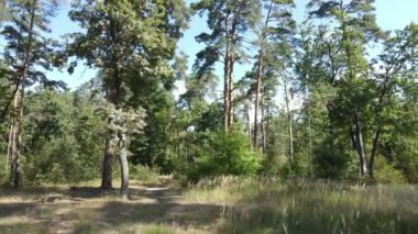 Gündüzleri ormandaki doğal manzara