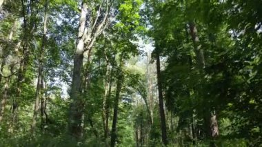 Gündüzleri ormandaki doğal manzara