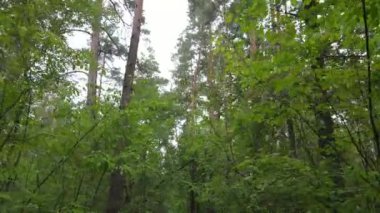 Gündüzleri ormandaki doğal manzara