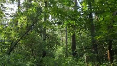 Gündüzleri ormandaki doğal manzara