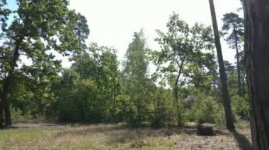 Gündüzleri ormandaki doğal manzara