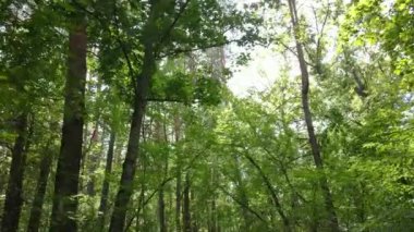 Gündüzleri ormandaki doğal manzara