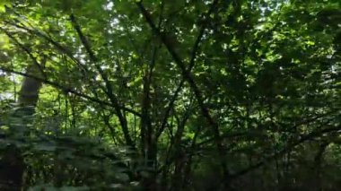 Gündüzleri ormandaki doğal manzara