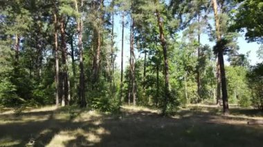 Gündüzleri ormandaki doğal manzara