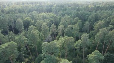 Gündüzleri ormandaki doğal manzara