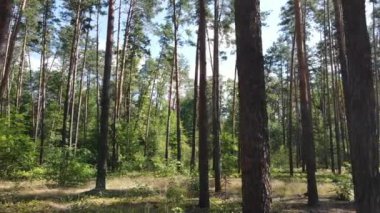 Gündüzleri ormandaki doğal manzara