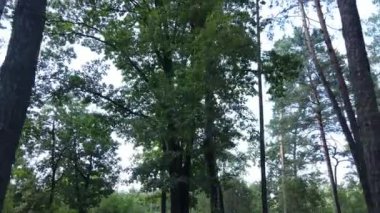 Gündüzleri ormandaki doğal manzara