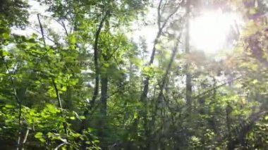 Gündüzleri ormandaki doğal manzara