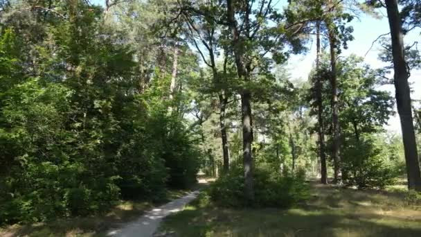 Φυσικό τοπίο στο δάσος κατά τη διάρκεια της ημέρας — Αρχείο Βίντεο