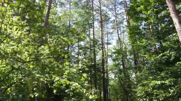 Natuurlandschap in het bos gedurende de dag — Stockvideo