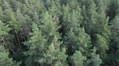 Gündüzleri ormandaki doğal manzara