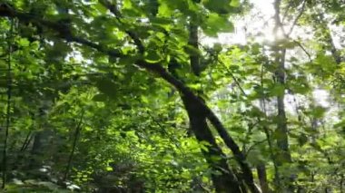 Gündüzleri ormandaki doğal manzara