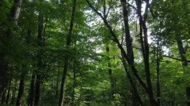 Gündüzleri ormandaki doğal manzara