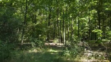 Gündüzleri ormandaki doğal manzara