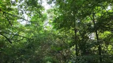 Gündüzleri ormandaki doğal manzara