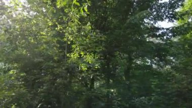 Gündüzleri ormandaki doğal manzara